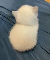 Cotton ball