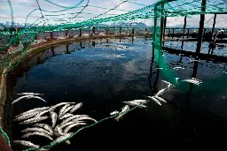 World’s hunger for salmon linked to an ecological disaster