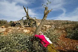 In the West Bank, Israeli Settlers Are Burning Palestinians’ Olive Trees