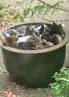 Can I interest you in a bucket of cat?