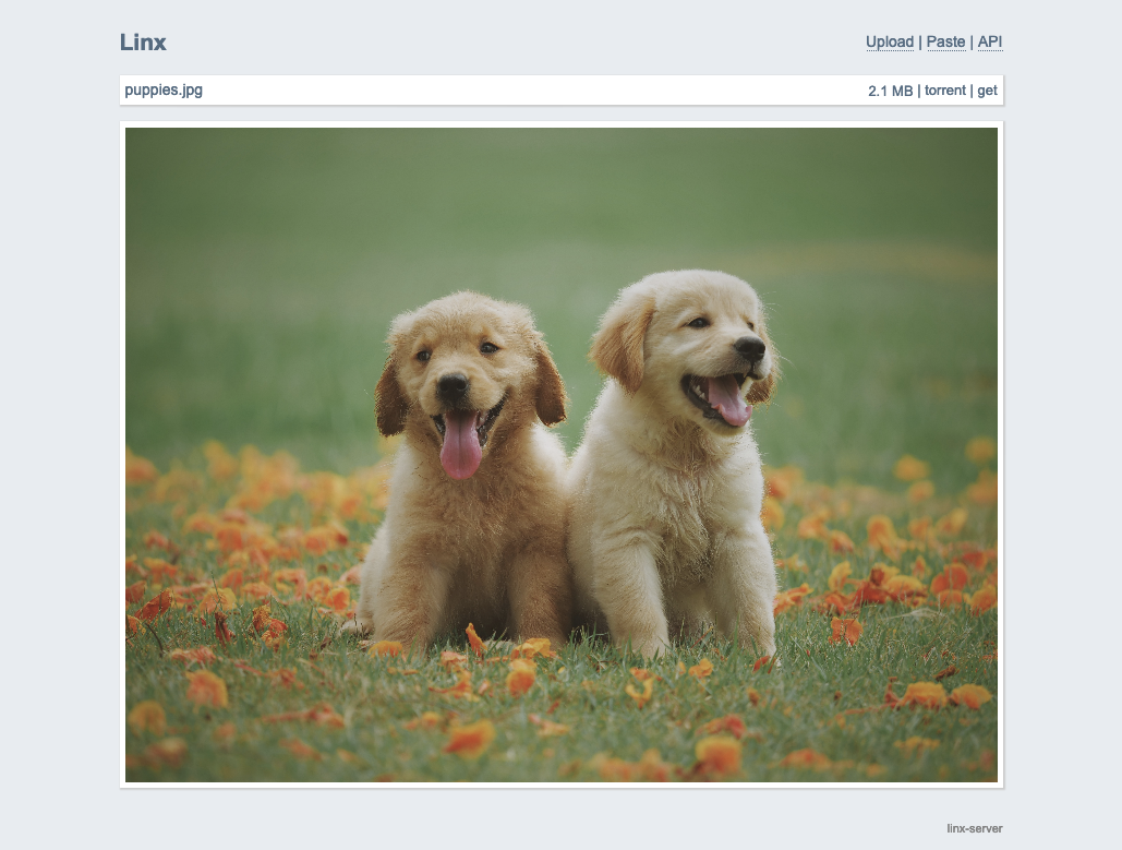 Screenshot of Linx where you can see a cute picture of two dogs with puppies.jpg as title and a few links to upload, paste, API, torrent, get