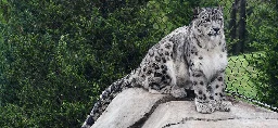 Louisville Zoo Snow Leopards Are Clear of Virus and on Exhibit