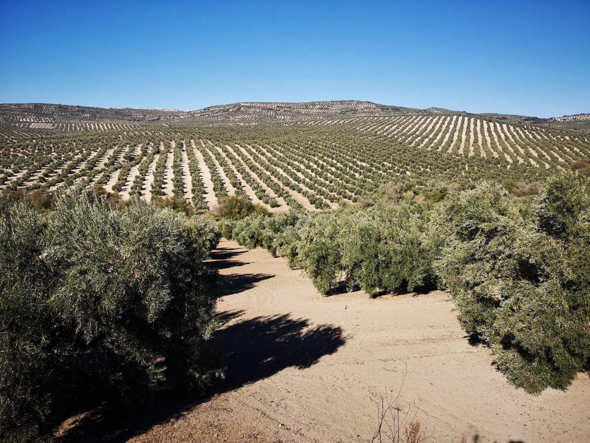 Hola Olivos, adiós a la fauna y flora! - Andalucia Bird Society